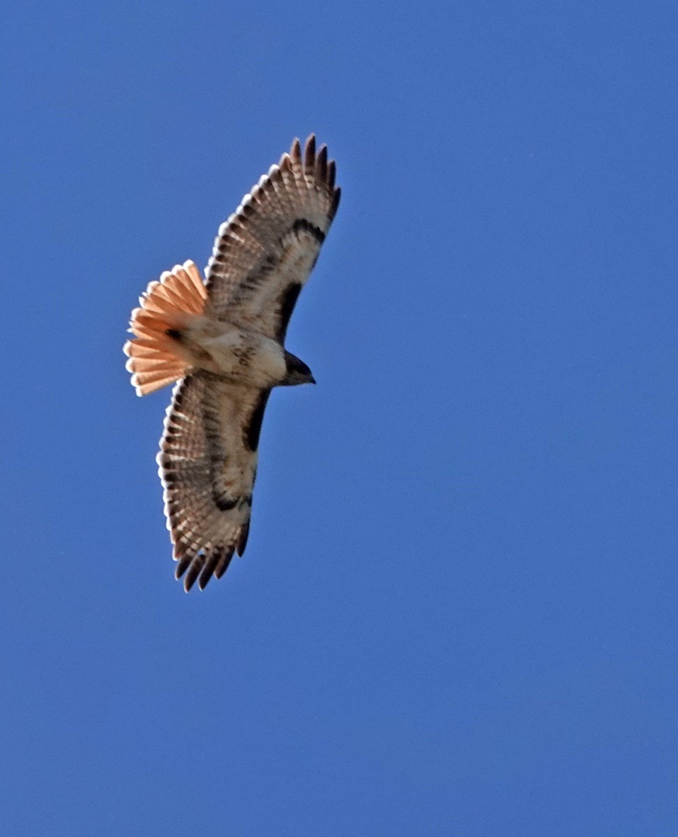 Red-tailed Hawk - Diane Drobka