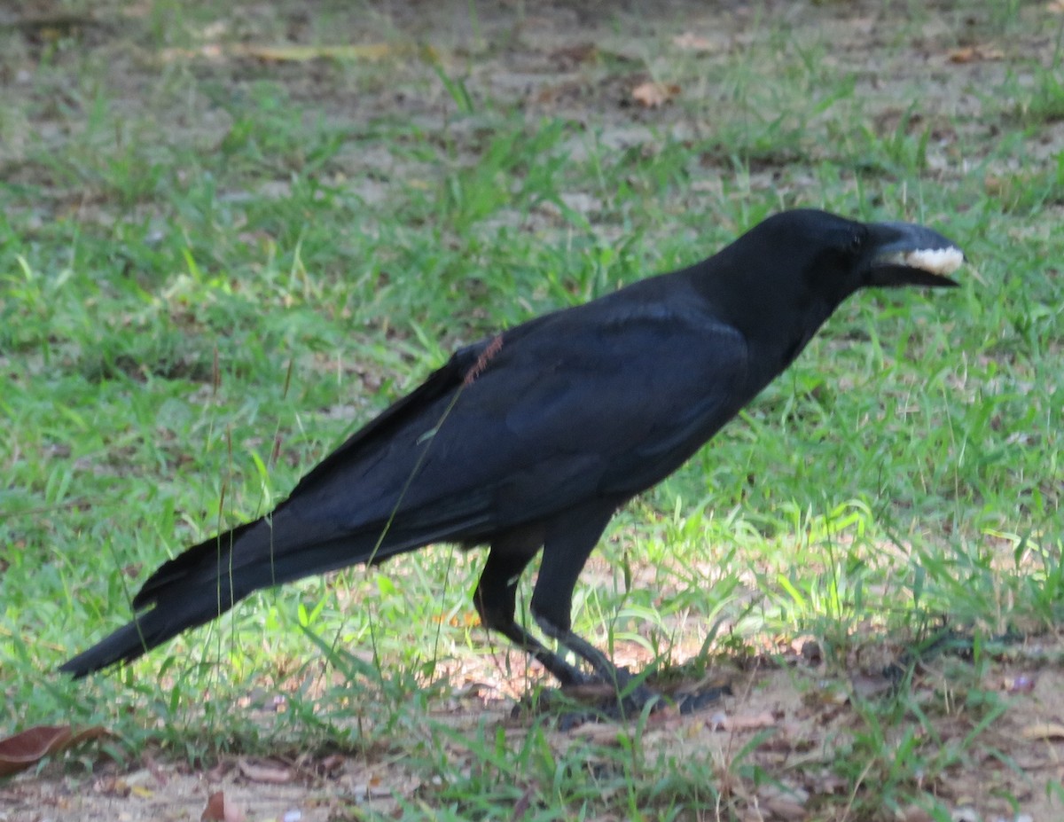 Large-billed Crow - ML616850670