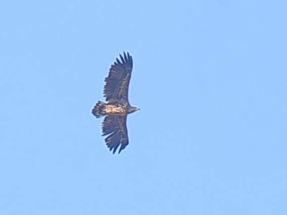 White-tailed Eagle - ML616850721