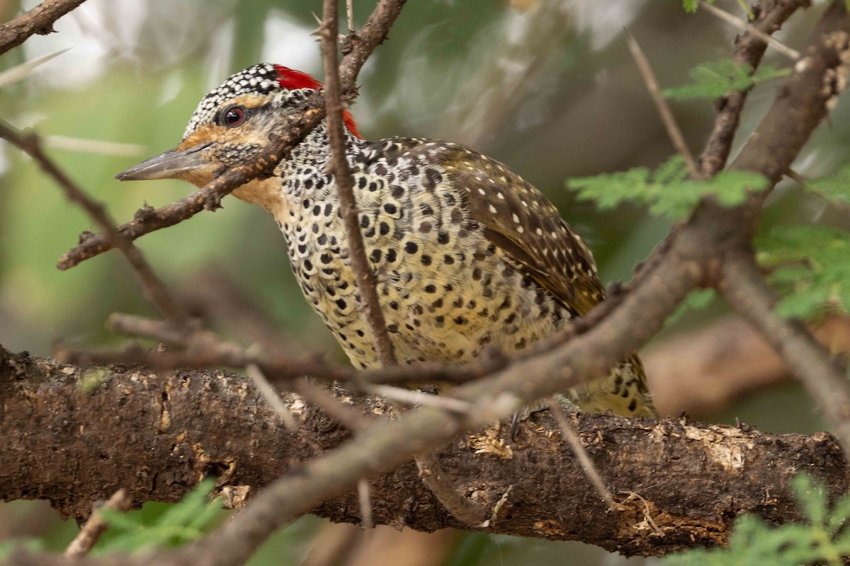 Nubian Woodpecker - ML616850756