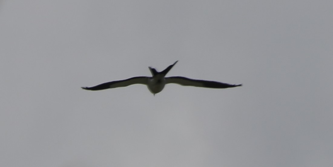 Swallow-tailed Kite - ML616850781