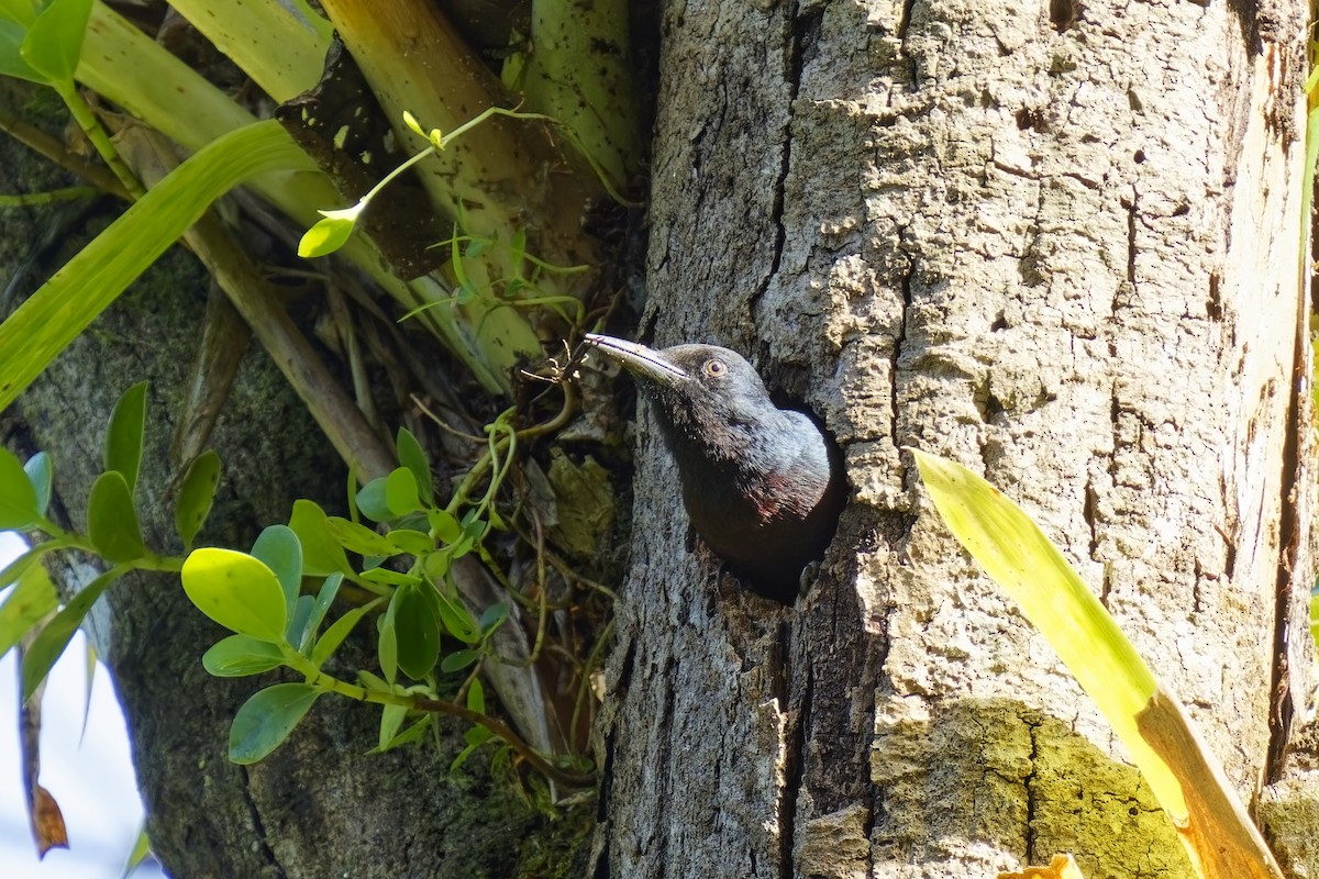 Guadeloupe Woodpecker - ML616851038