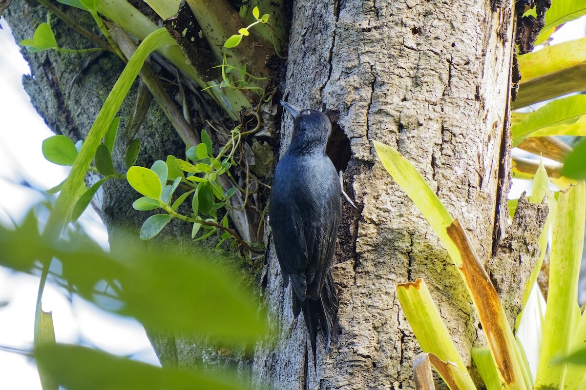 Guadeloupe Woodpecker - ML616851041