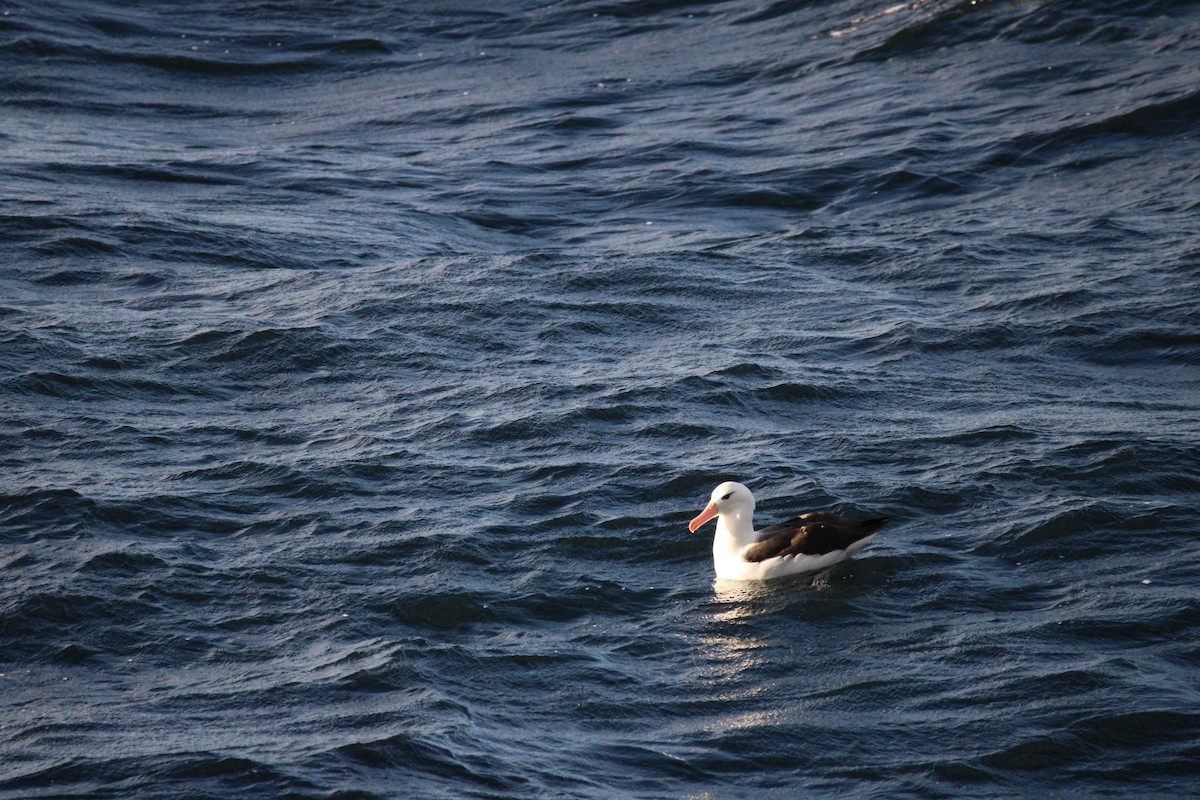 Чернобровый альбатрос - ML616851050