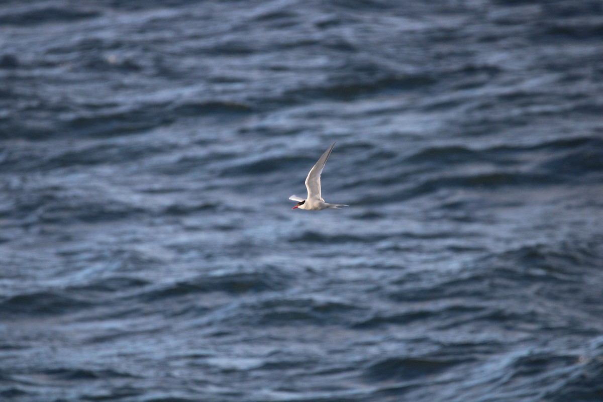 South American Tern - ML616851055