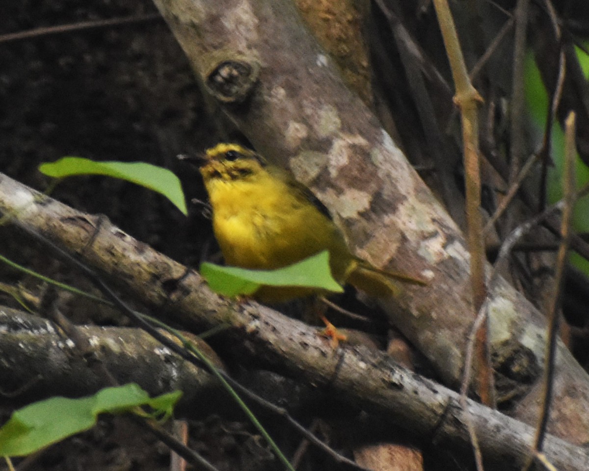 Two-banded Warbler - ML616851125