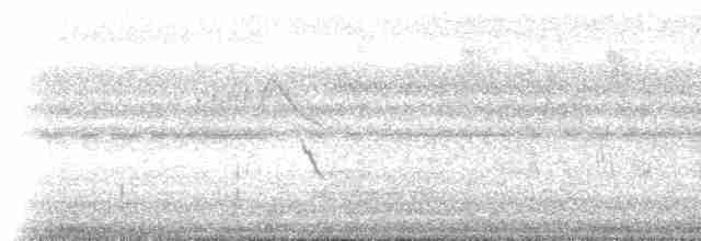 Breithauben-Stirnvogel [angustifrons-Gruppe] - ML616851279