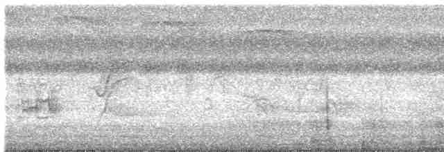 svartpanneparakitt - ML616851347