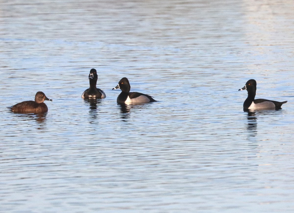 Ring-necked Duck - Karl Overman