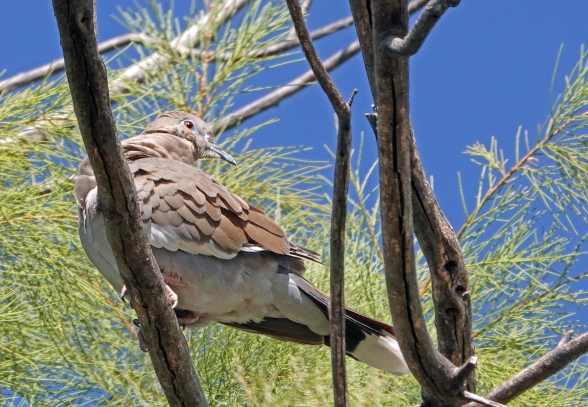 White-winged Dove - ML616851552