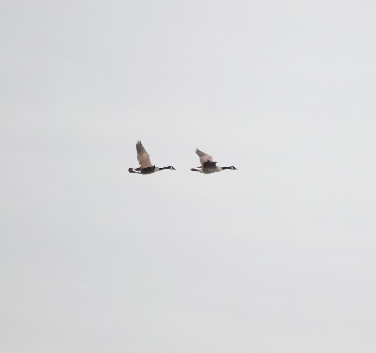 Canada Goose - Timothy Spahr