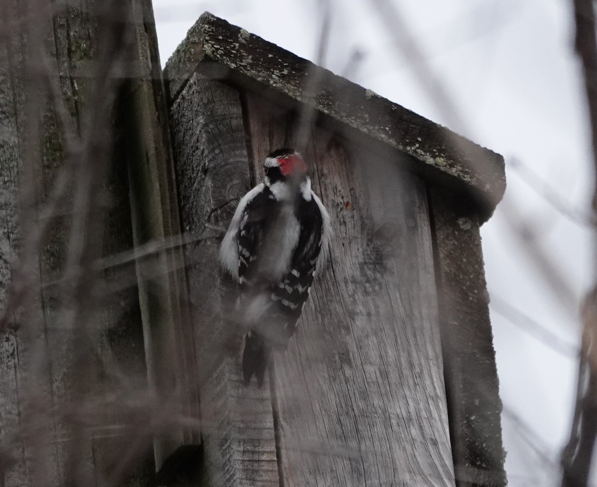 Downy Woodpecker (Eastern) - Timothy Spahr