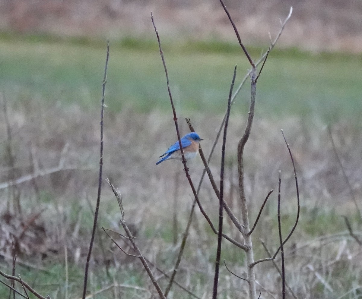 Eastern Bluebird - Timothy Spahr