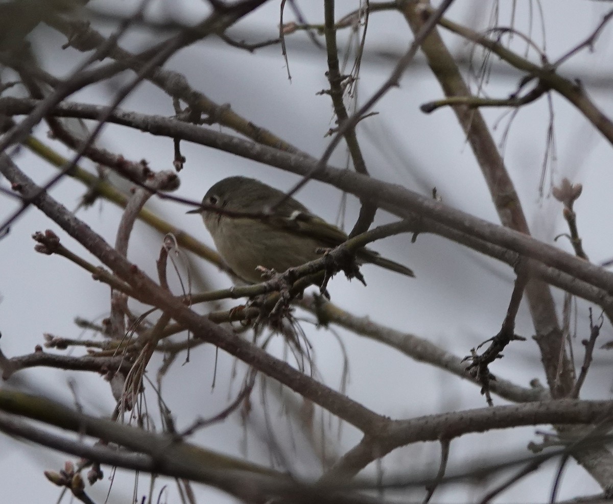 Ruby-crowned Kinglet - Timothy Spahr