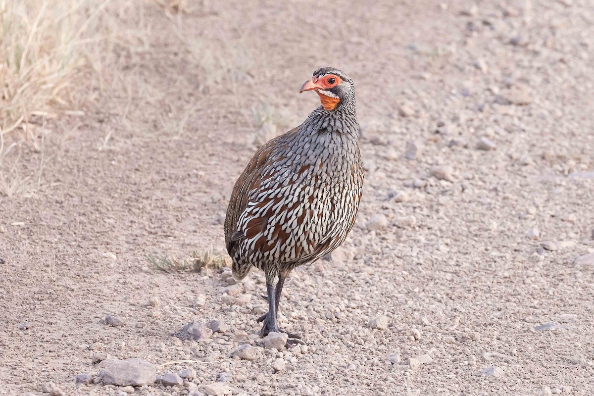 Gray-breasted Spurfowl - Linda Rudolph