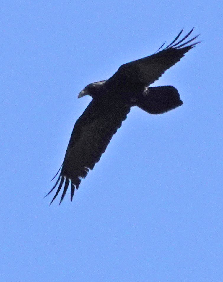 Common Raven - ML616851741