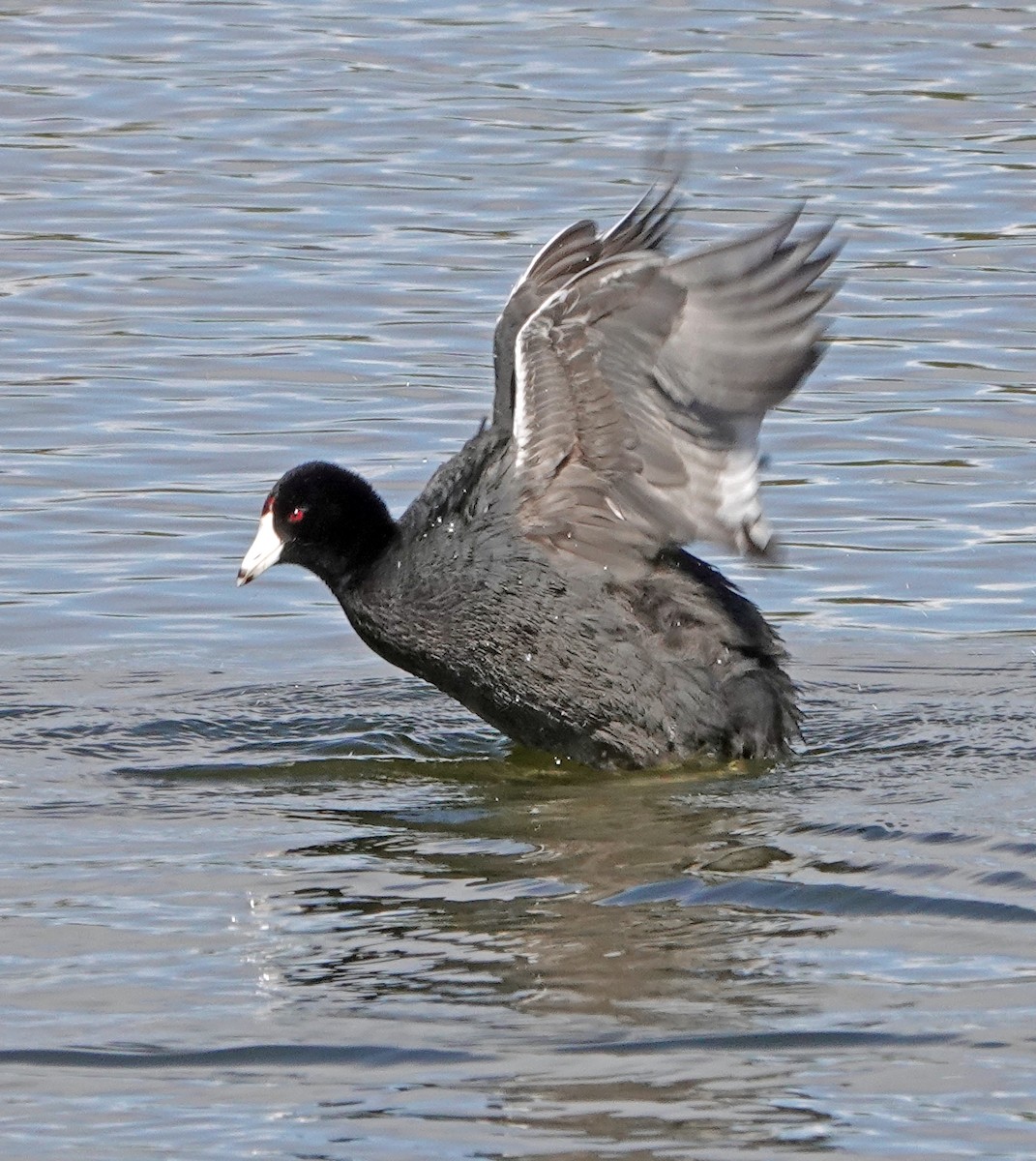 American Coot (Red-shielded) - ML616851755