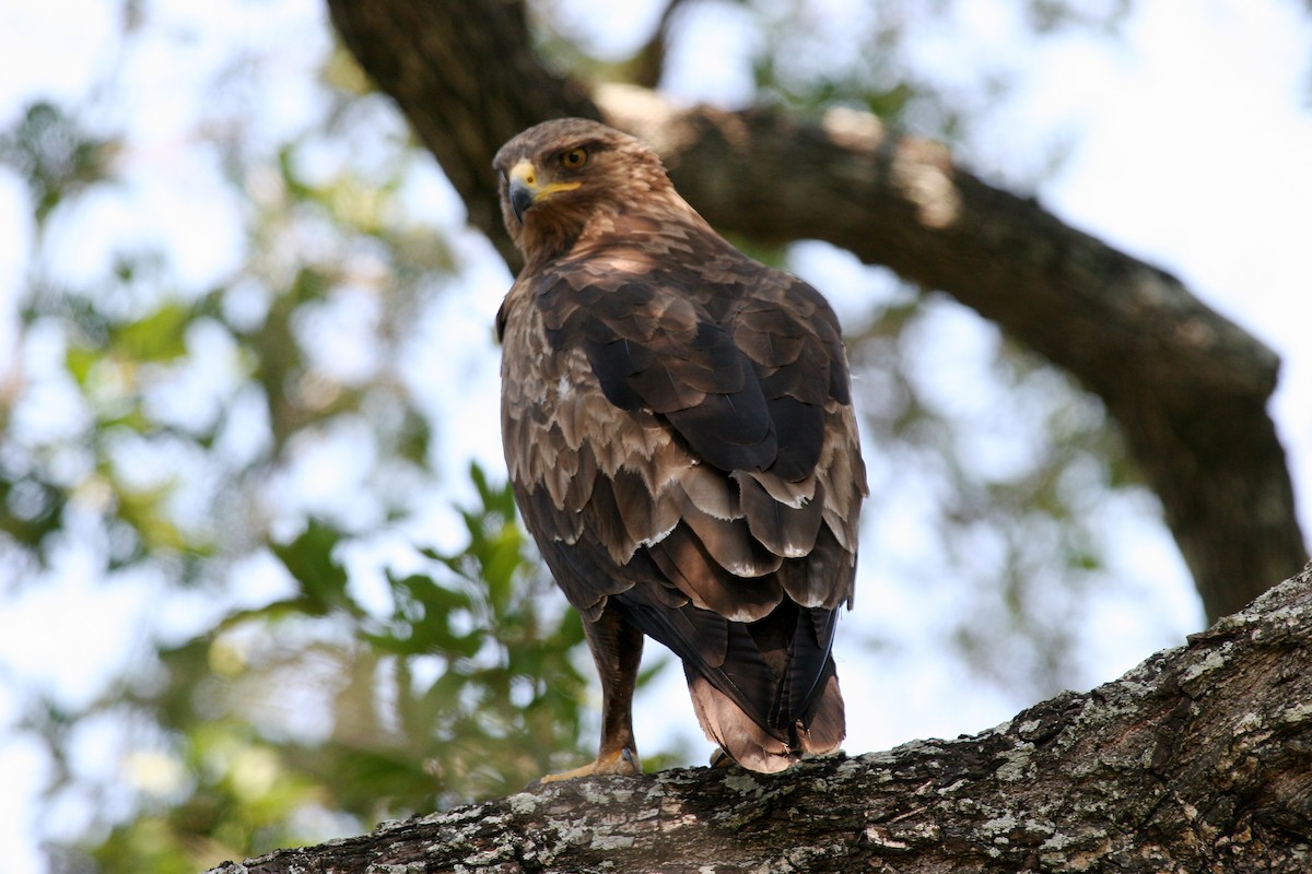 Lesser Spotted Eagle - ML616851895