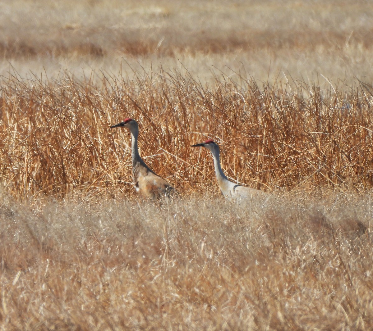 eBird Checklist - 2 Apr 2024 - Big Lake - 23 species (+1 other taxa)