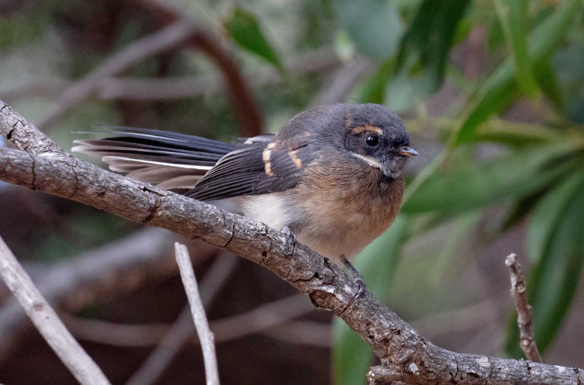 Gray Fantail (albiscapa) - ML616851922