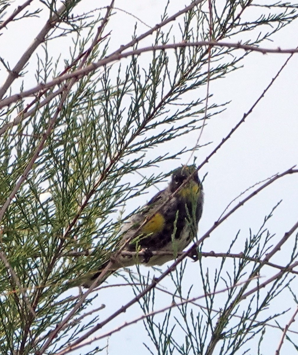 Yellow-rumped Warbler (Audubon's) - Diane Drobka