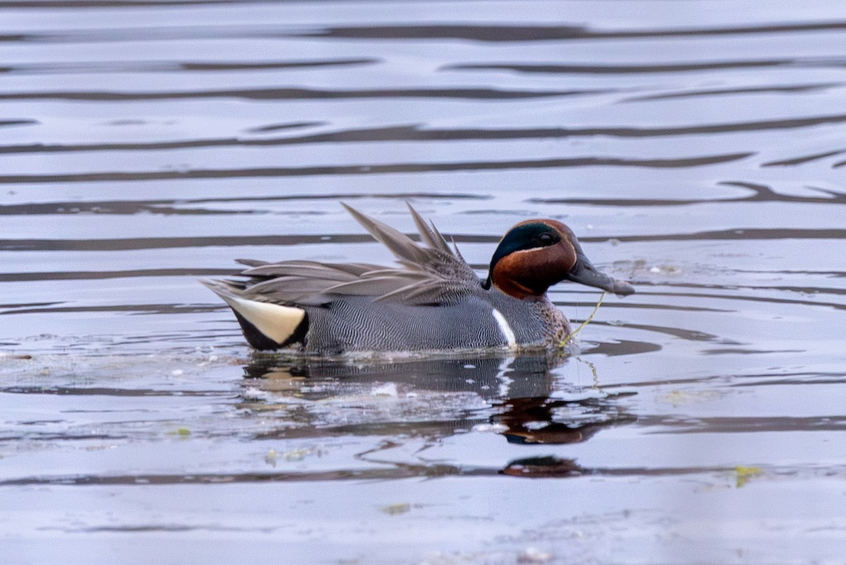 Green-winged Teal - ML616852079