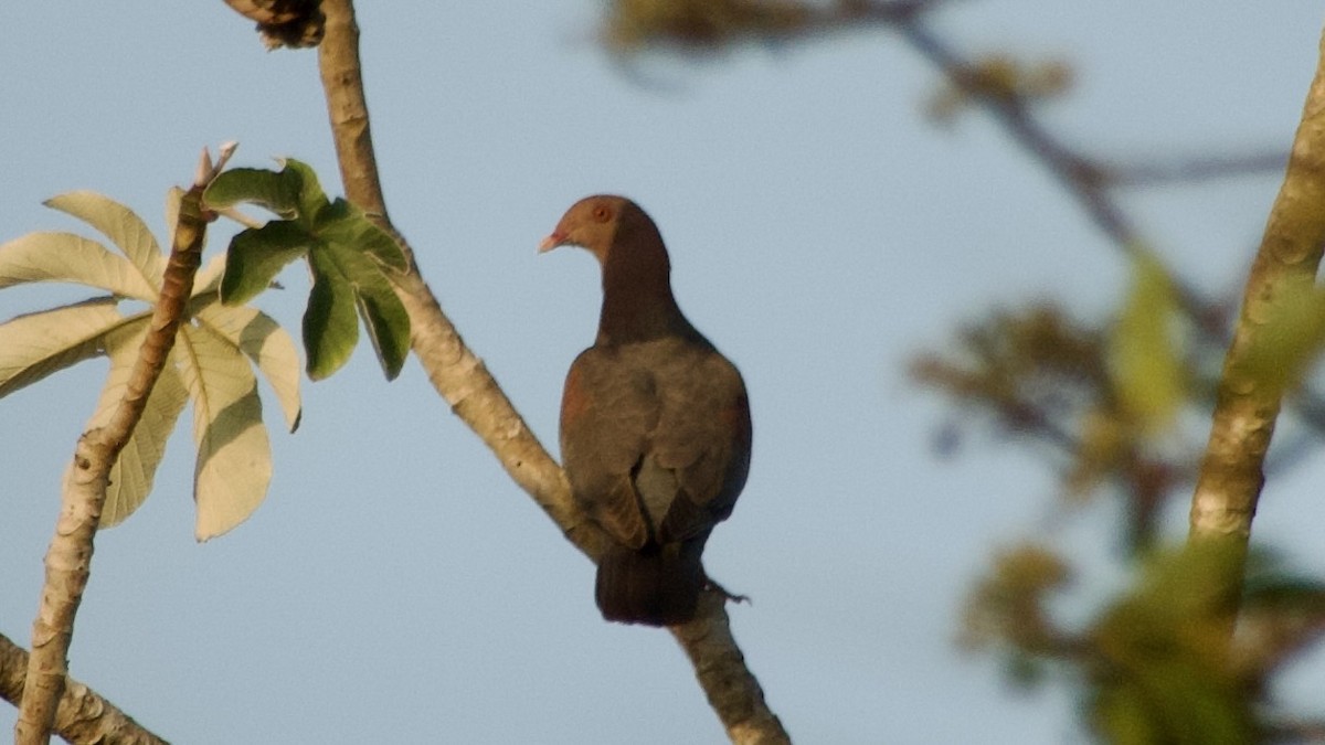 Red-billed Pigeon - ML616852152