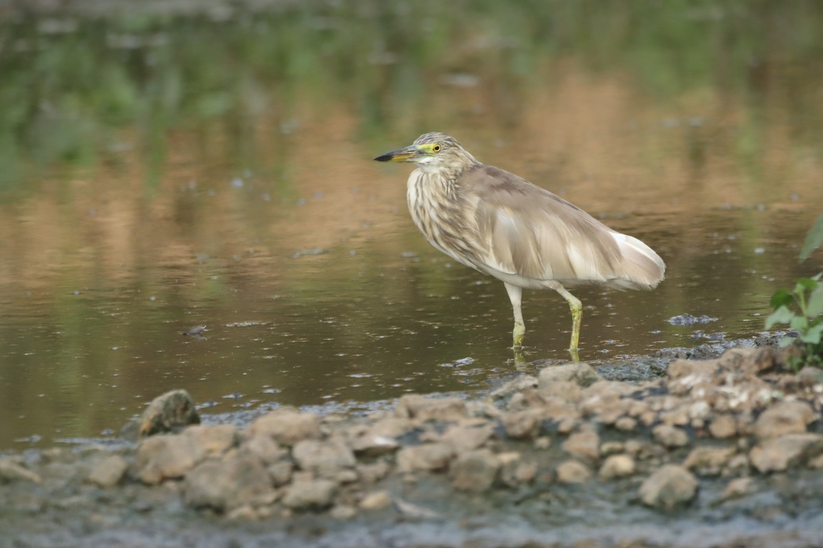 Indian Pond-Heron - PRABHAKAR GUJJARAPPA