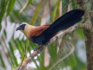  - Black-faced Coucal
