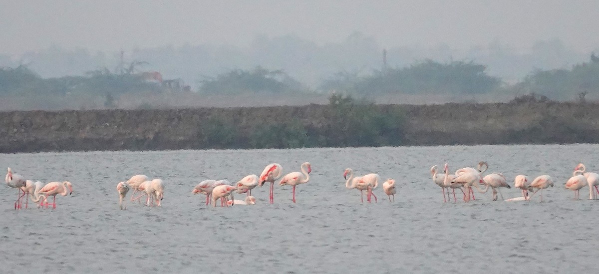 Greater Flamingo - Kumar R N