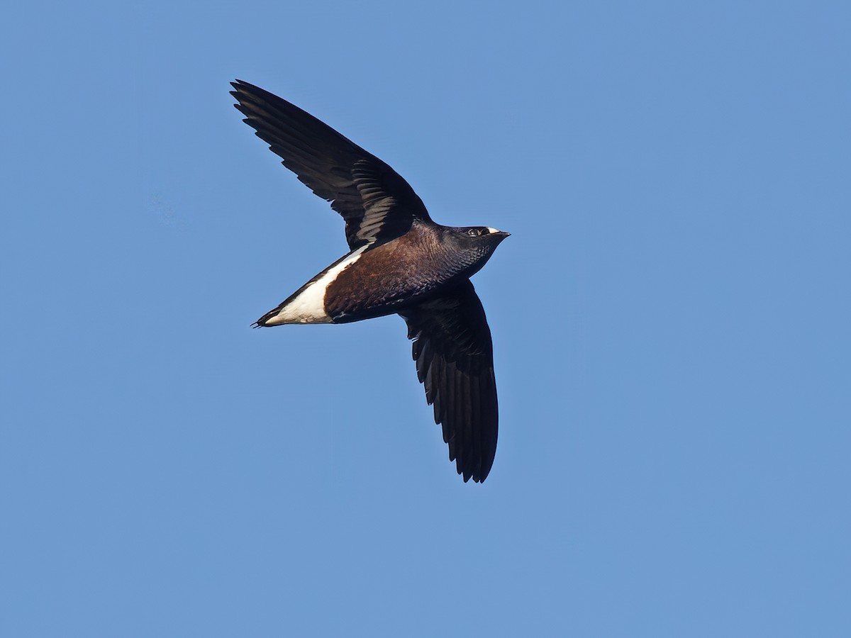 Purple Needletail - Hirundapus celebensis - Birds of the World