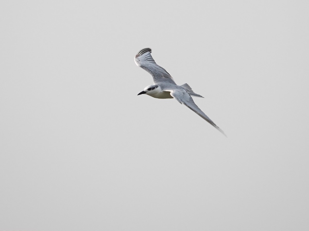 Gull-billed Tern - Kumar R N