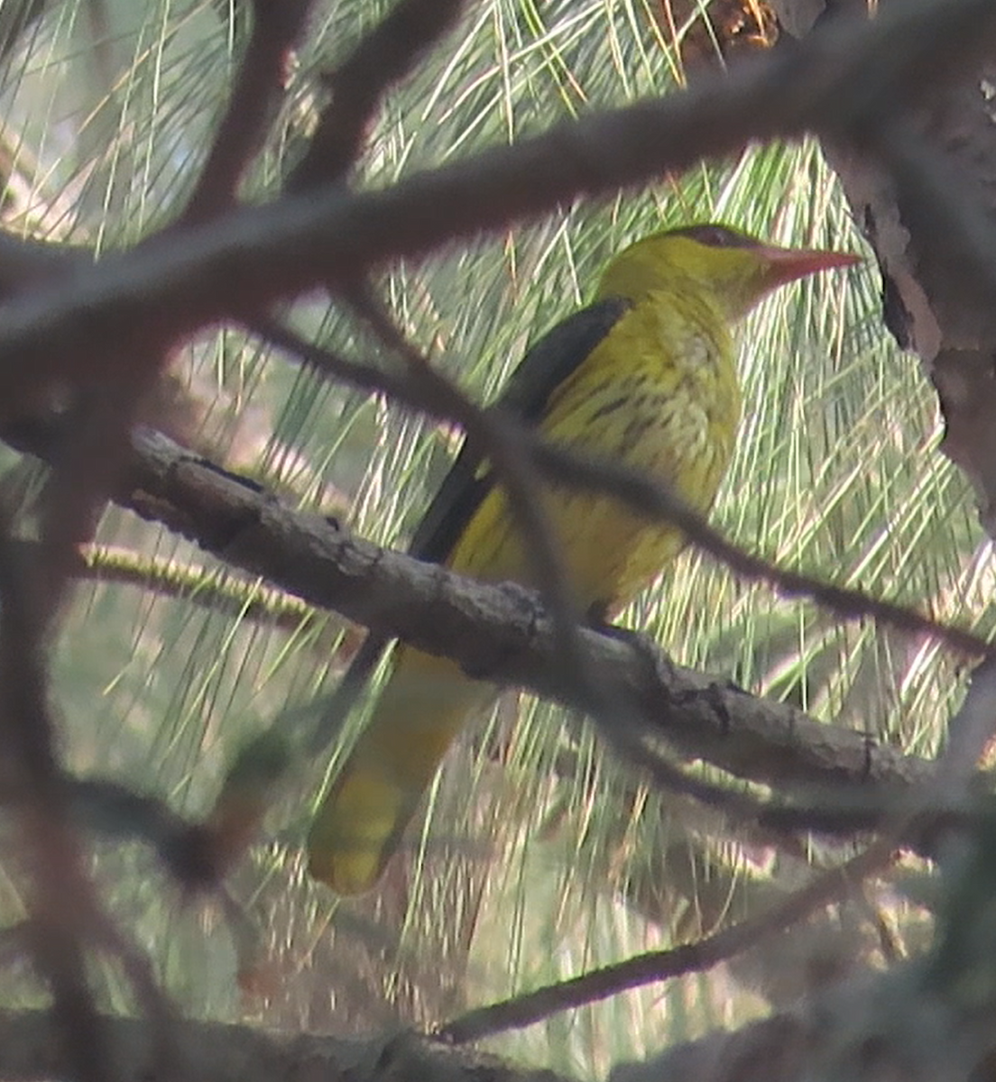 Indian Golden Oriole - ML616852370