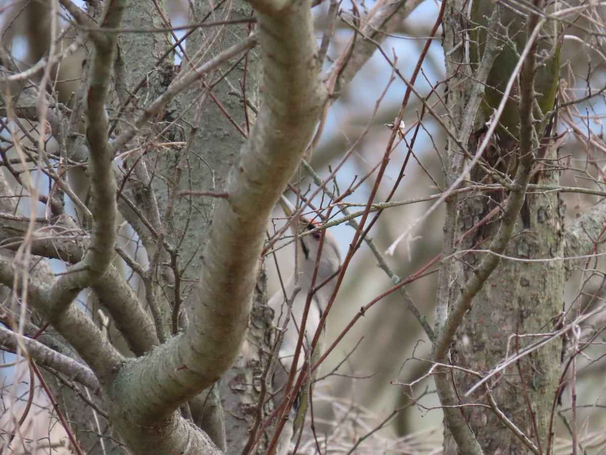 Gray-headed Woodpecker - ML616852431