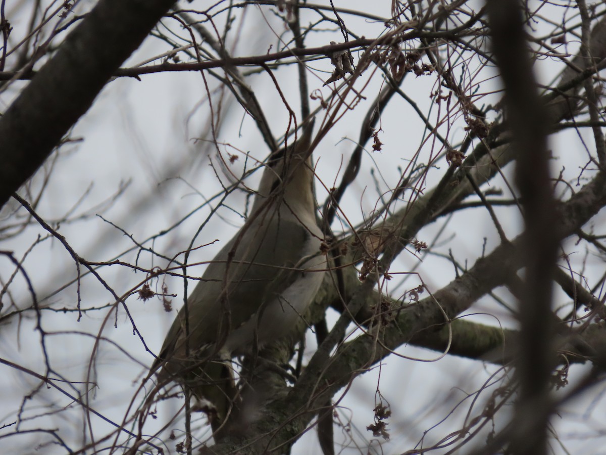 Gray-headed Woodpecker - ML616852435