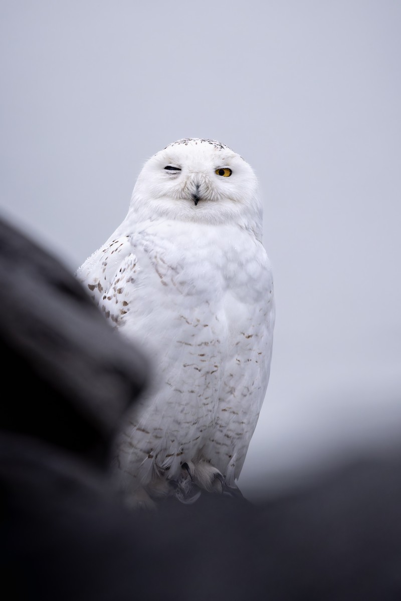 Snowy Owl - ML616852438