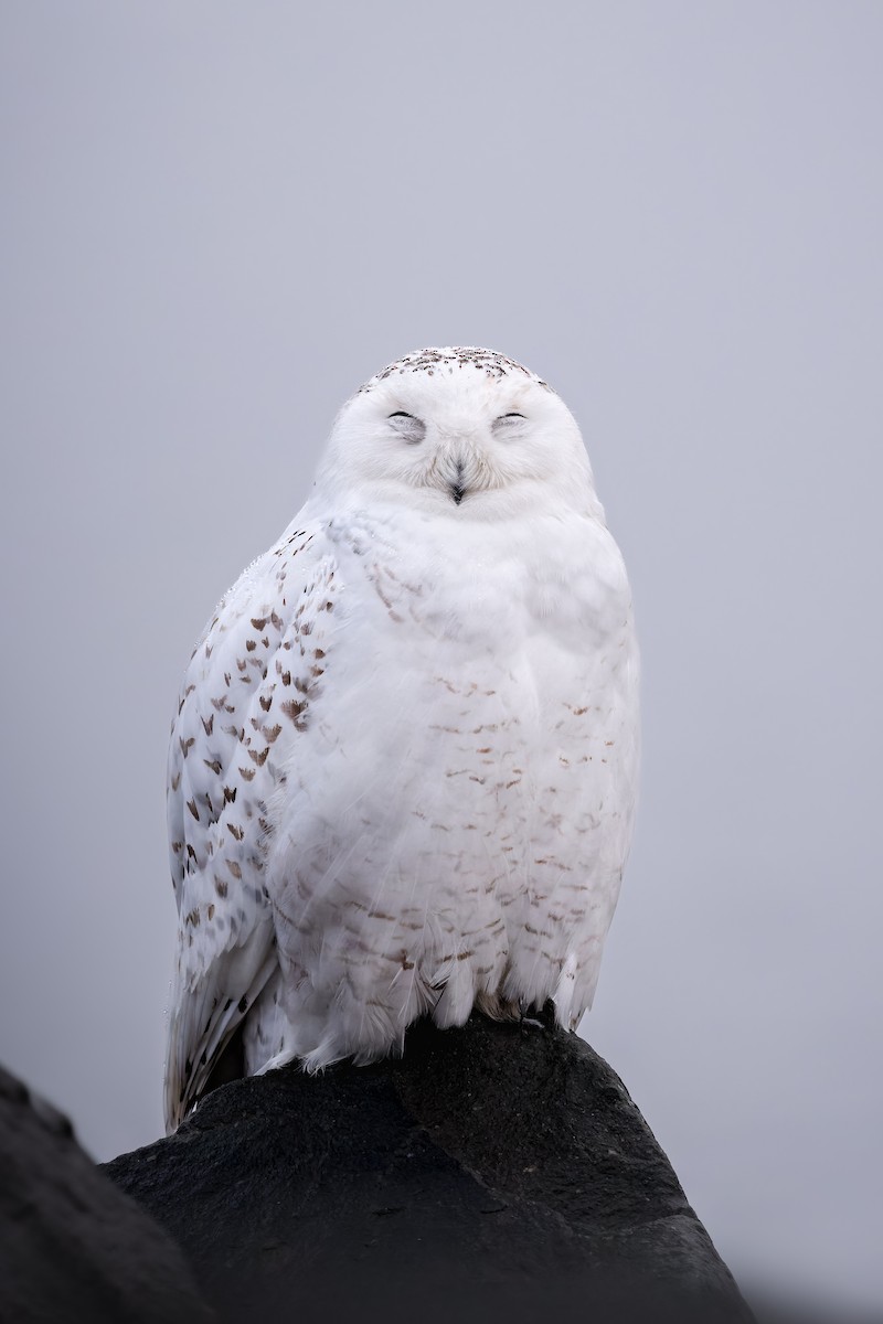 Snowy Owl - Frédérick Lelièvre