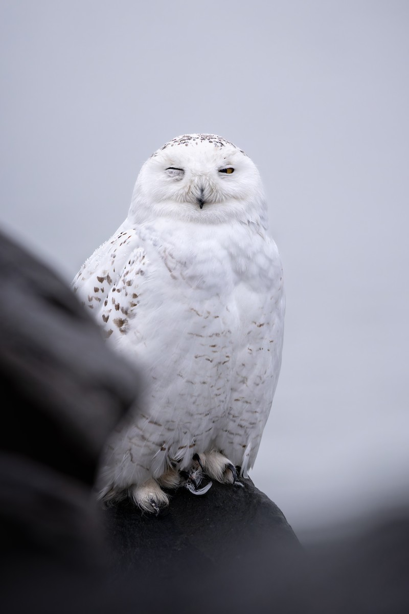 Snowy Owl - ML616852440