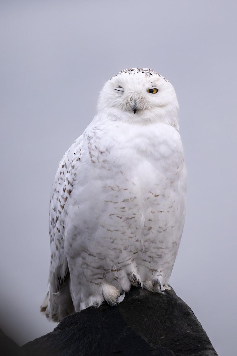 Snowy Owl - ML616852441