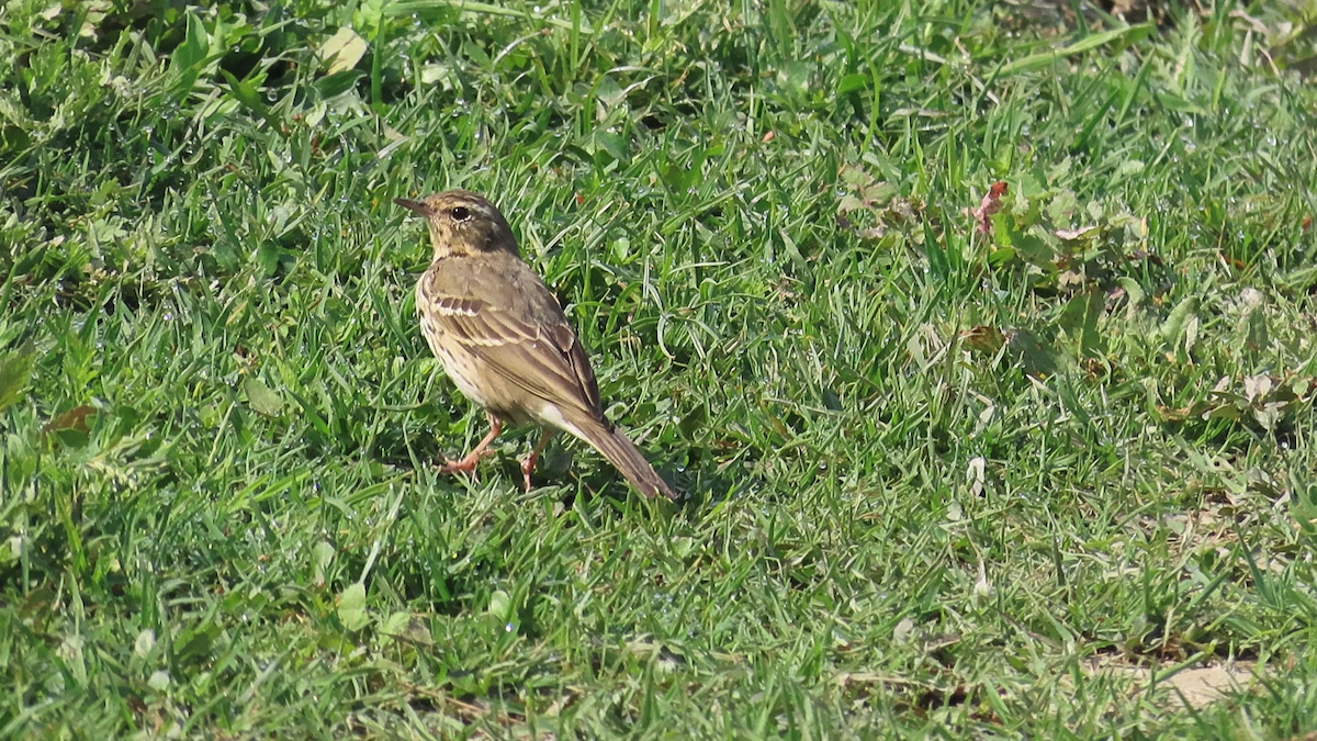 Olive-backed Pipit - ML616852483