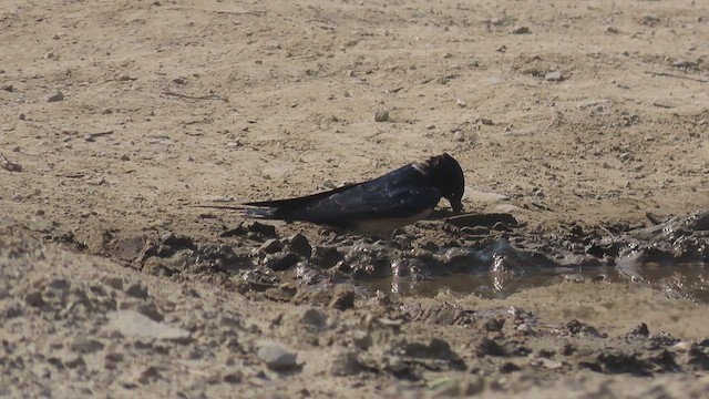 Barn Swallow (White-bellied) - ML616852515