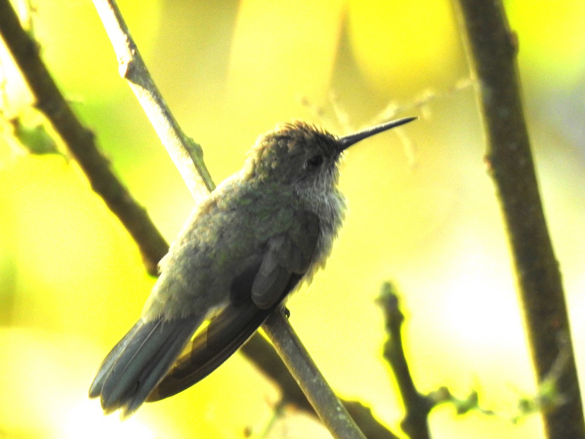 Olive-spotted Hummingbird - ML616852542