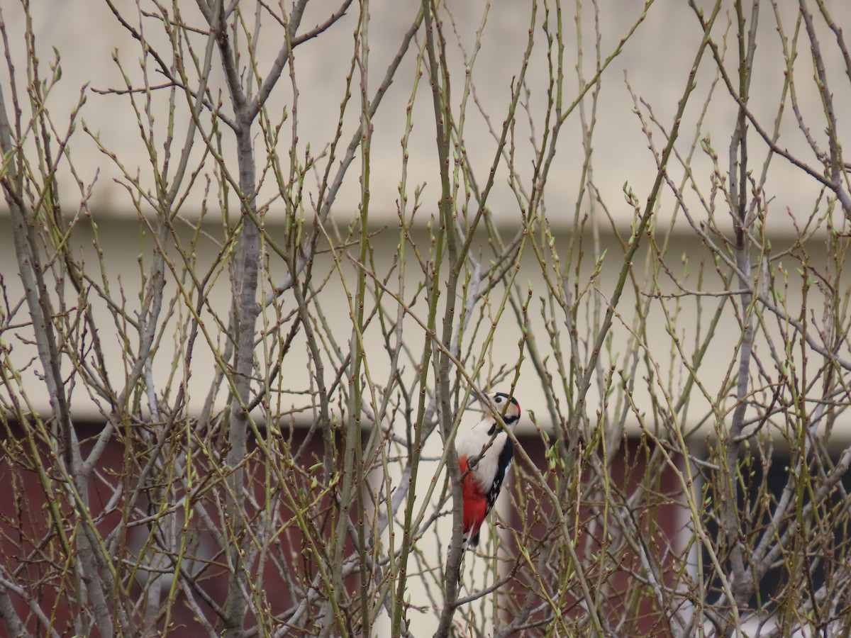 Great Spotted Woodpecker - Jessie Stuebner