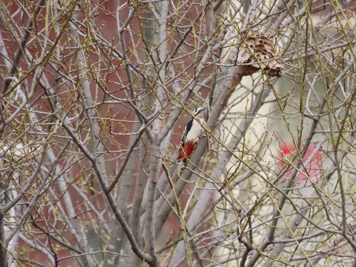 Great Spotted Woodpecker - ML616852552