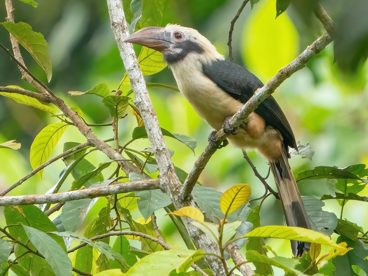 Mindanao Hornbill - Penelopides affinis - Birds of the World