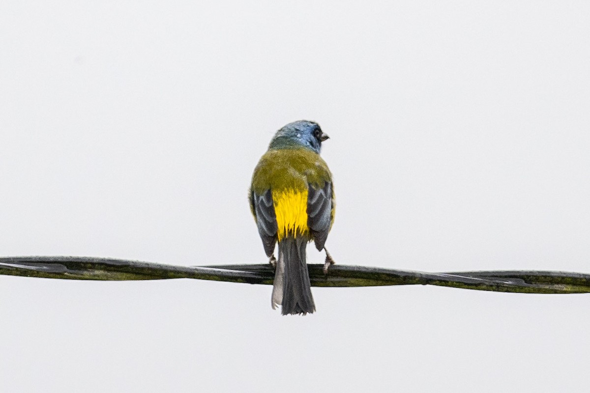 Blue-and-yellow Tanager (Green-mantled) - ML616852574