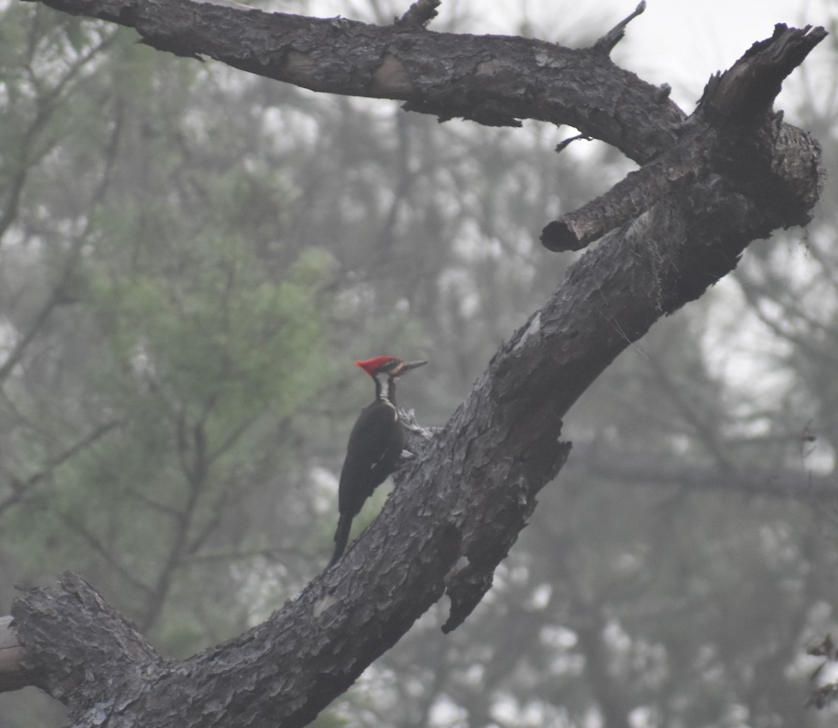Pileated Woodpecker - ML616852682