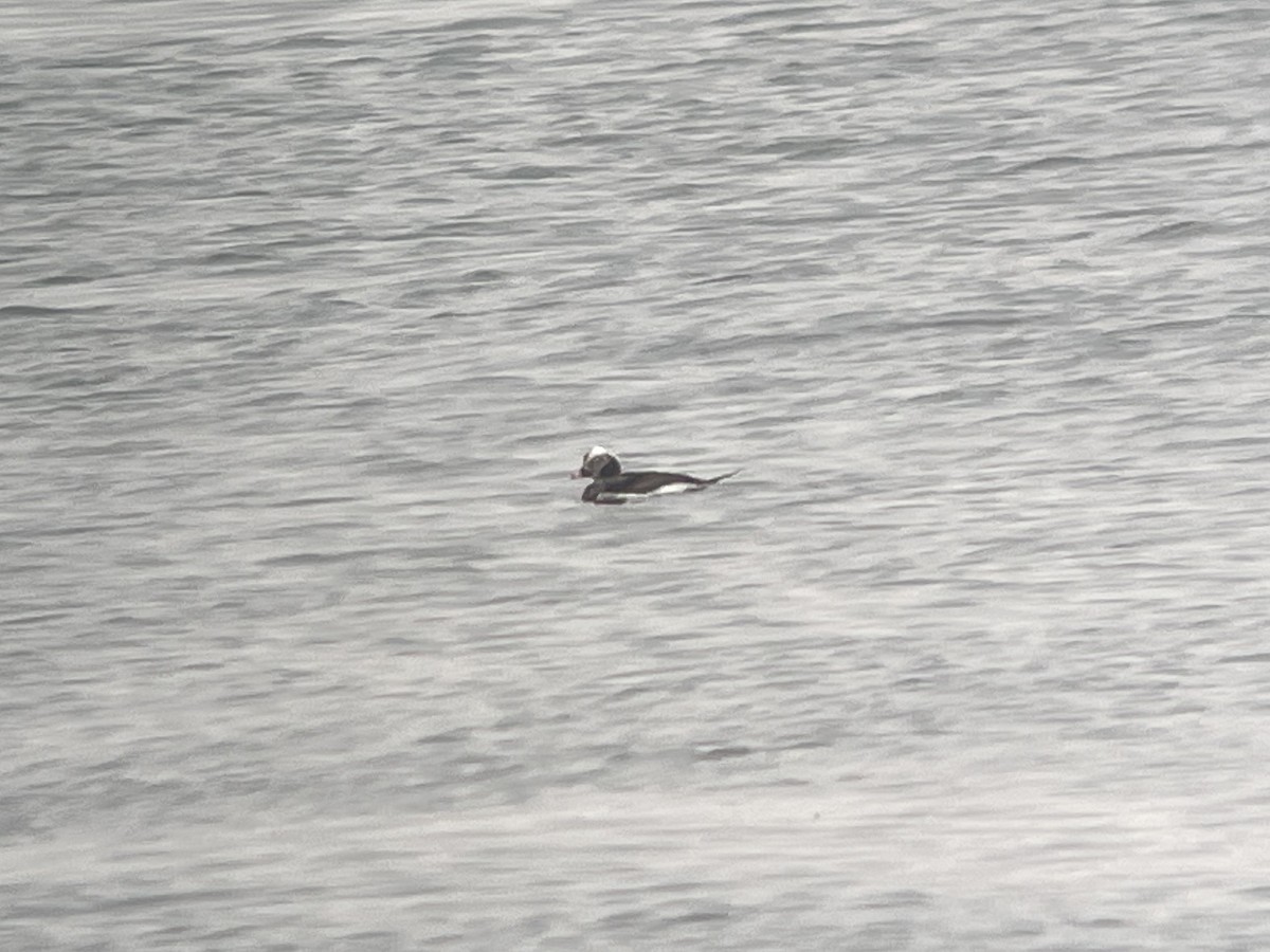 Long-tailed Duck - ML616852688