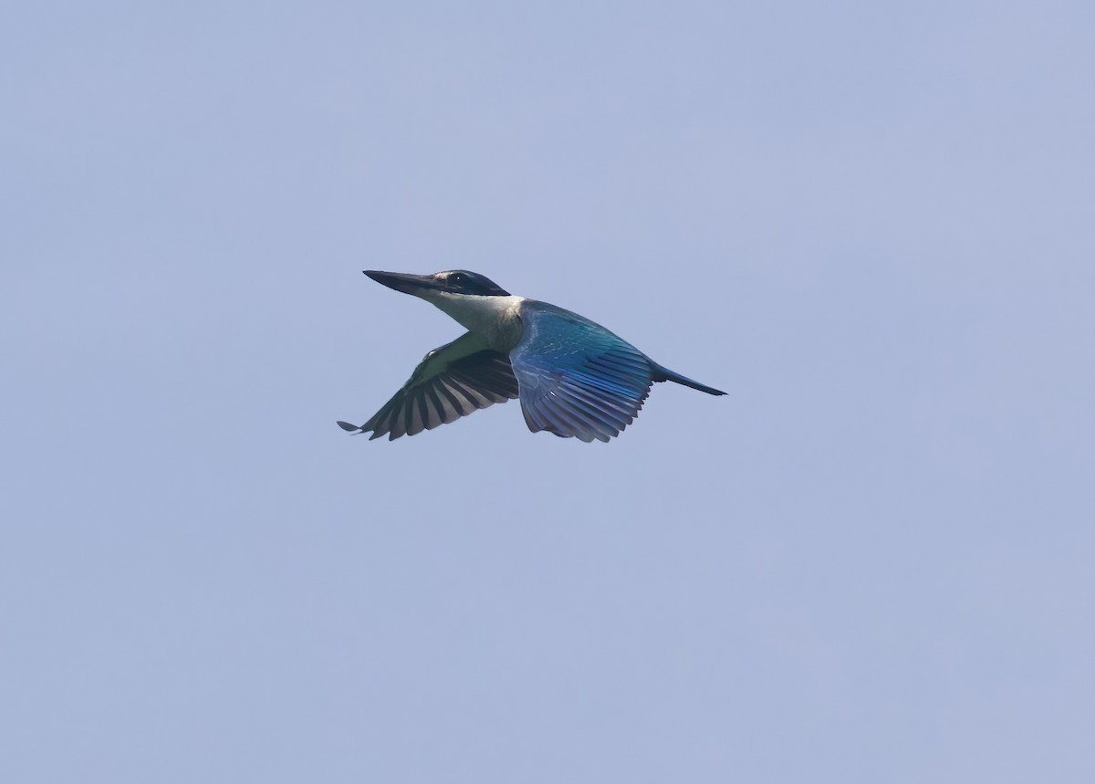 Collared Kingfisher (Collared) - ML616852718