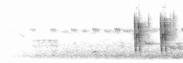 Camaroptère à tête grise (groupe brachyura) - ML616852784